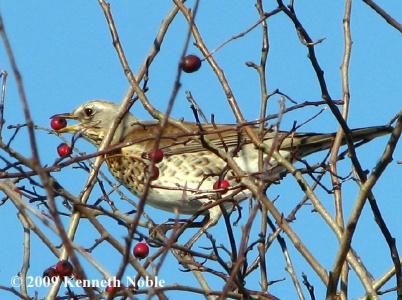 fieldfare (Turdus pilaris) Kenneth Noble